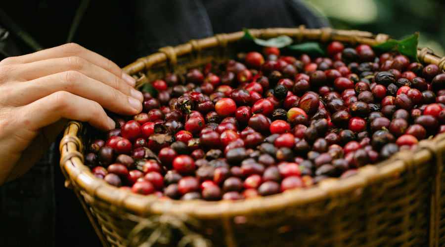 Venezuelan Premium Coffee