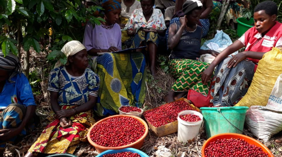 Rwanda Agaseke Washed | Light Roast Single Origin
