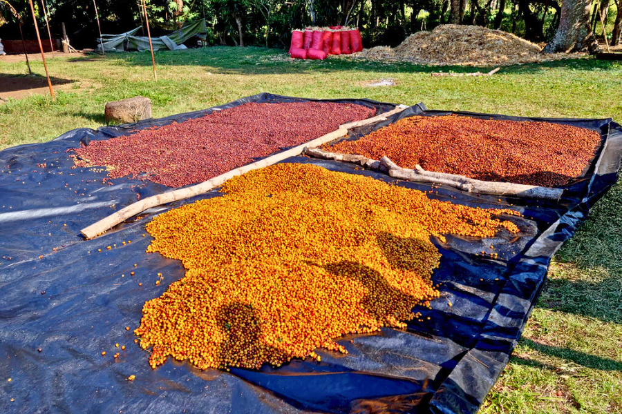 Guatemala Finca Las Ilusiones Natural - Red Rooster Coffee