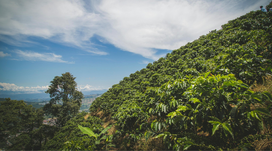 Photo of Colombia Bourbon Sidra