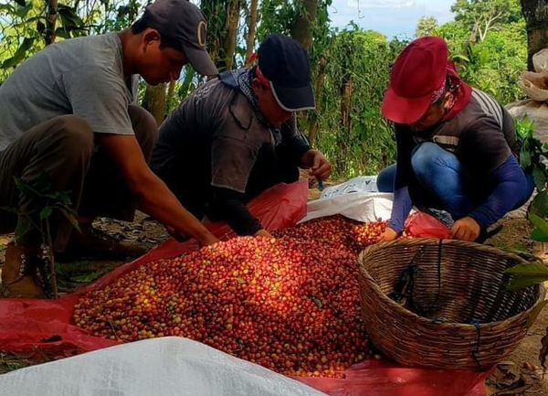 El Salvador San Miguel Natural - Red Rooster Coffee