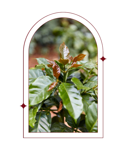 Photo of Day 10 | Colombia Gesha Raquel Lasso Finca La Bohemia - Red Rooster Coffee