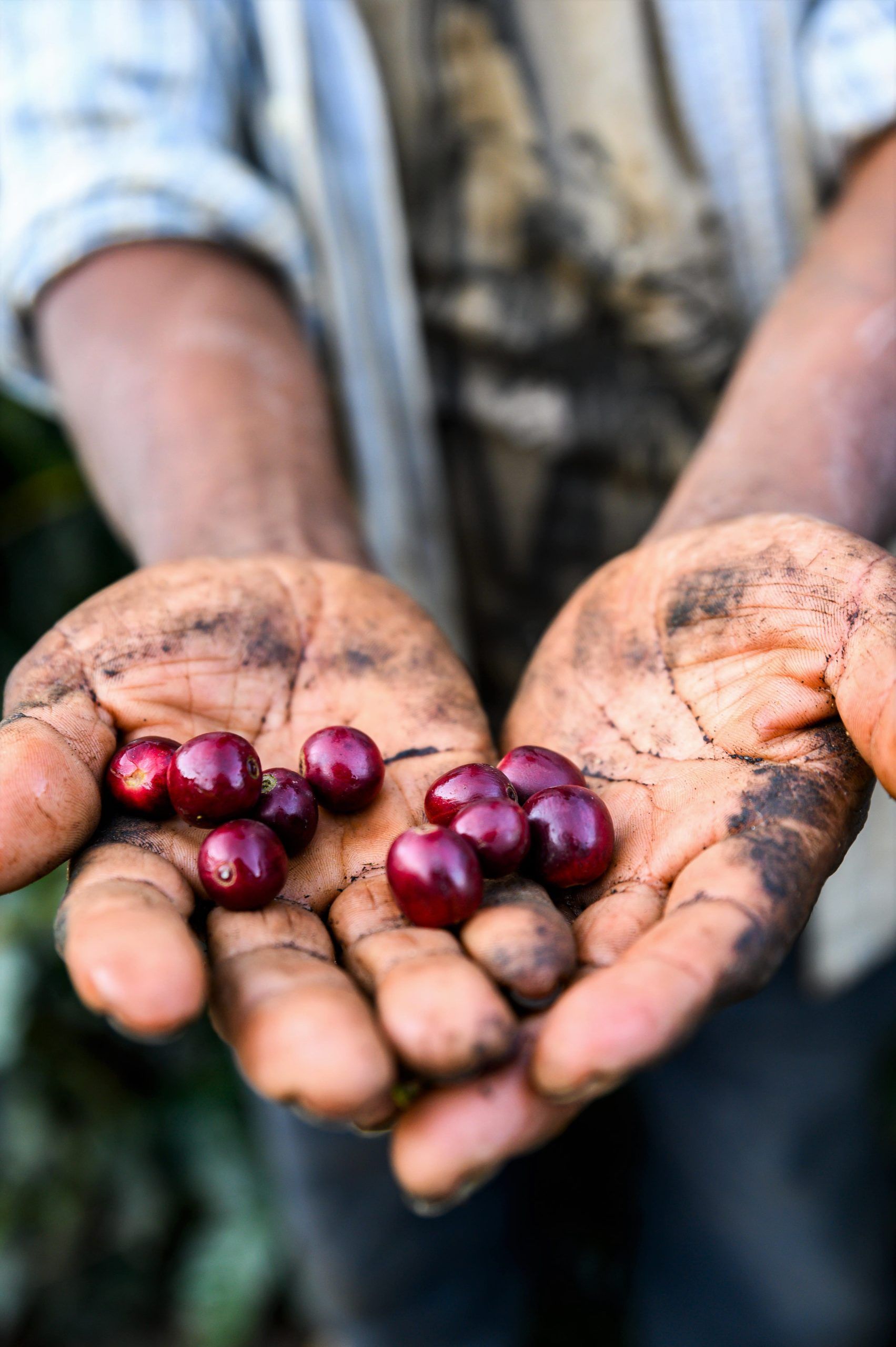Bolivia Finca Tacu Java Natural - Red Rooster Coffee