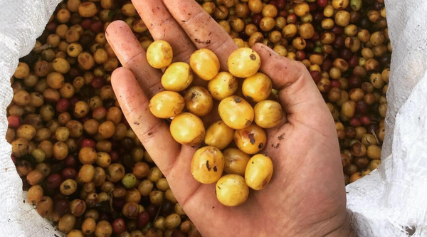 Guatemala Ayarza Natural - Red Rooster Coffee