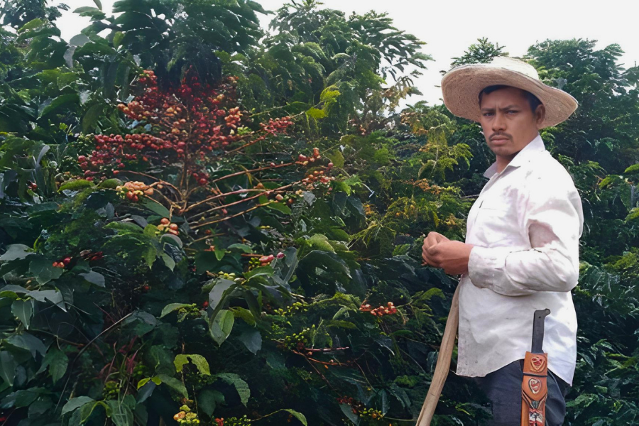 Colombia Las Brisas Pink Bourbon Light Roast Single Origin Coffee