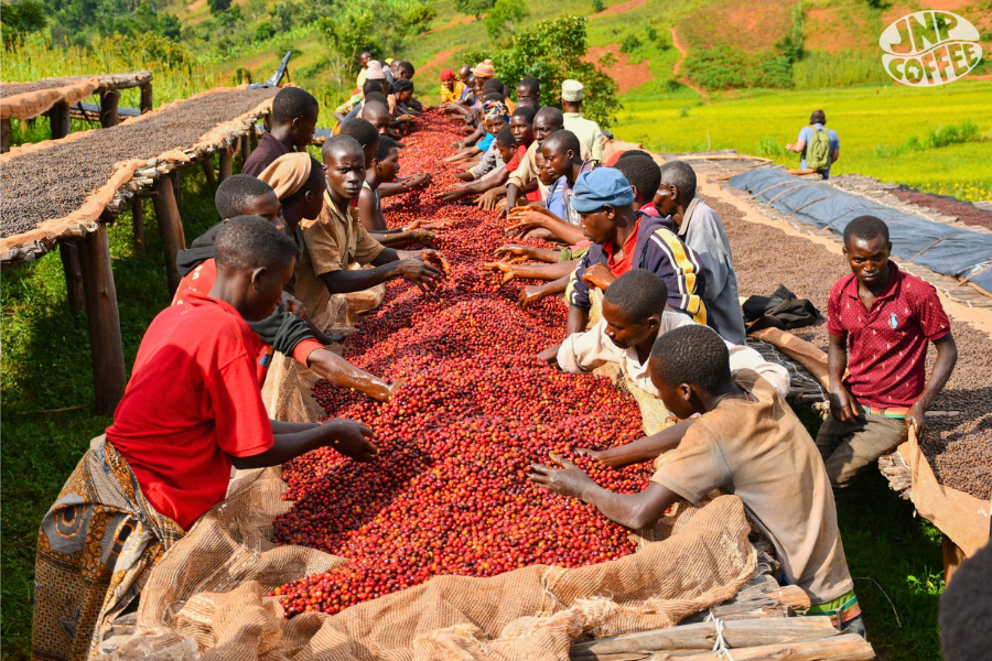 Photo of Red Rooster Coffee Burundi Hafi Natural Light Roast Single Origin Coffee
