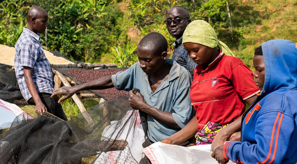 Burundi Izuba Anaerobic Natural - Red Rooster Coffee
