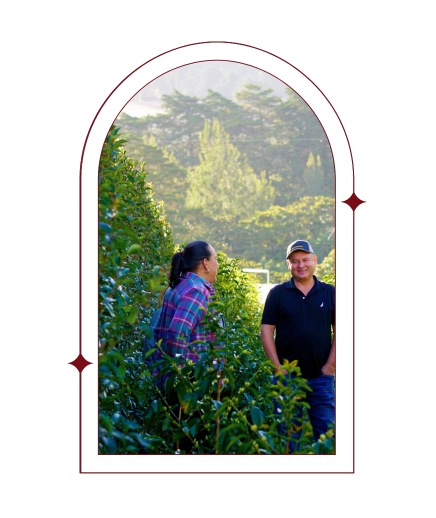 Day 11 | Costa Rica Las Lajas Laurina Black Diamond - Red Rooster