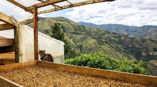Colombia Aponte Honey Light Roast Single Origin Coffee
