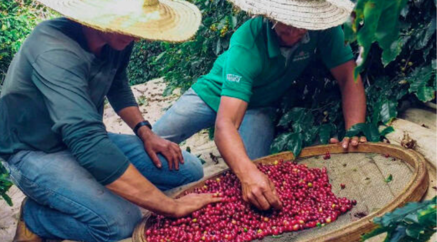 Brazil Legender Peaberry Natural - Red Rooster Coffee