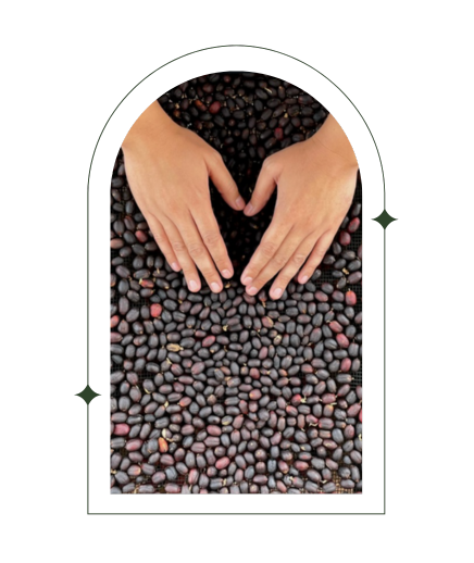 Photo of Day 8 | Sumatra Bener Meriah Lychee