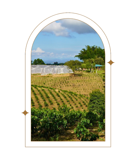 Day 4 | Colombia Edwin Noreña Red Fruits Red Bourbon - Red Rooster