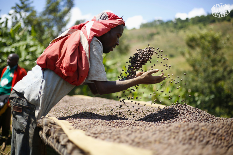 Red Rooster Coffee Burundi Hafi Natural Light Roast Single Origin