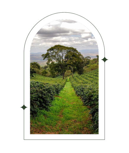 Photo of Day 5 Tanzania Gesha Vohora Karatu Blend