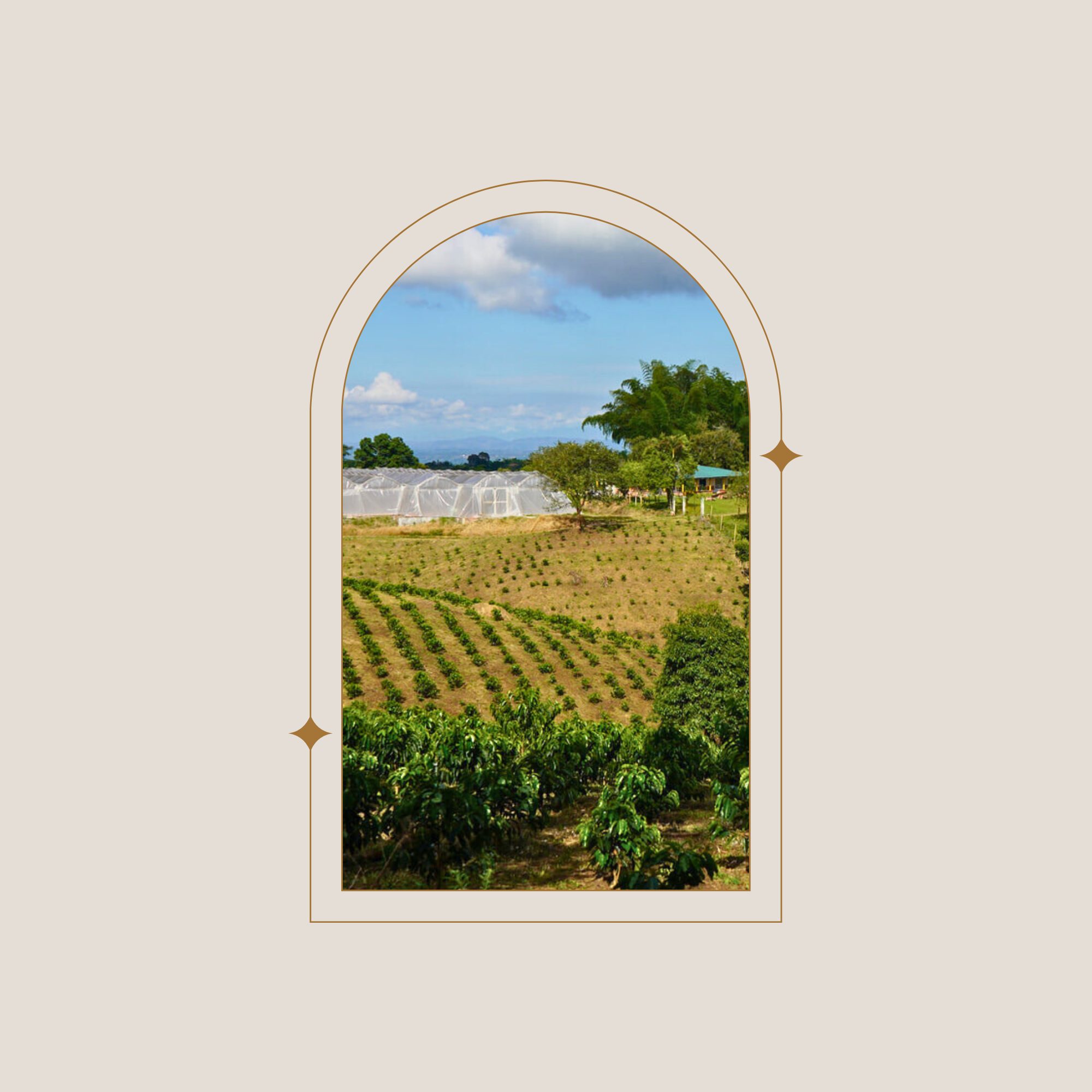 Day 4 | Colombia Edwin Noreña Red Fruits Red Bourbon - Red Rooster