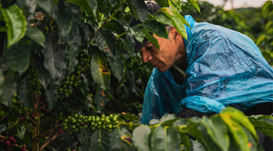 Colombia Inza Jose Musse Light Roast Single Origin Coffee