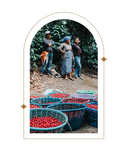 Photo of Guatemala El Tempixque Natural - Red Rooster Coffee