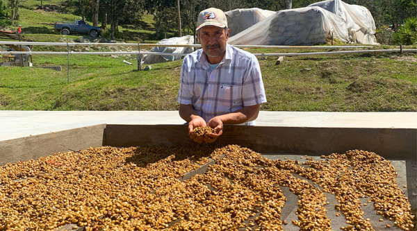 Honduras Chinacla Washed - Regenerative Organic Certified® - Red