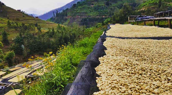 Ethiopia Sidamo Shoye Washed - Red Rooster Coffee