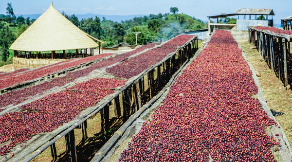 Ethiopia Kayon Mountain Natural Light Roast Single Origin Coffee