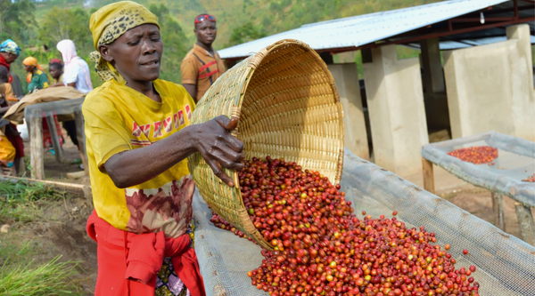 Red Rooster Coffee Burundi Turihamwe Washed Light Roast Single