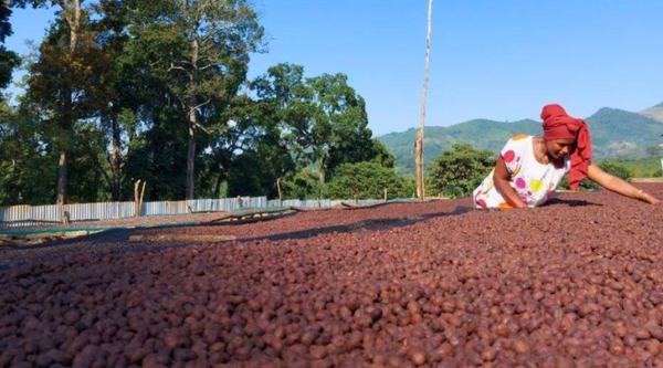 【RUMBA BOR / ルンバ・ボー】Choei Classic / サーグ Ethiopia Worka Sakaro Anaerobic Natural Light Roast Single Origin