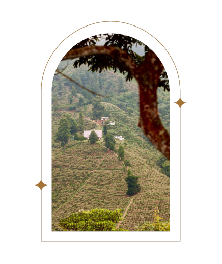 Photo of Day 10 Colombia Inmaculada Gesha