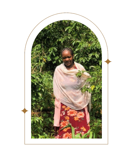 Photo of Ethiopia Hirut Shallo Natural - Red Rooster Coffee
