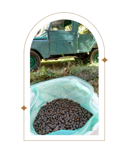 Photo of Panama Dos Ruedas "Pas Normal" Natural - Red Rooster Coffee