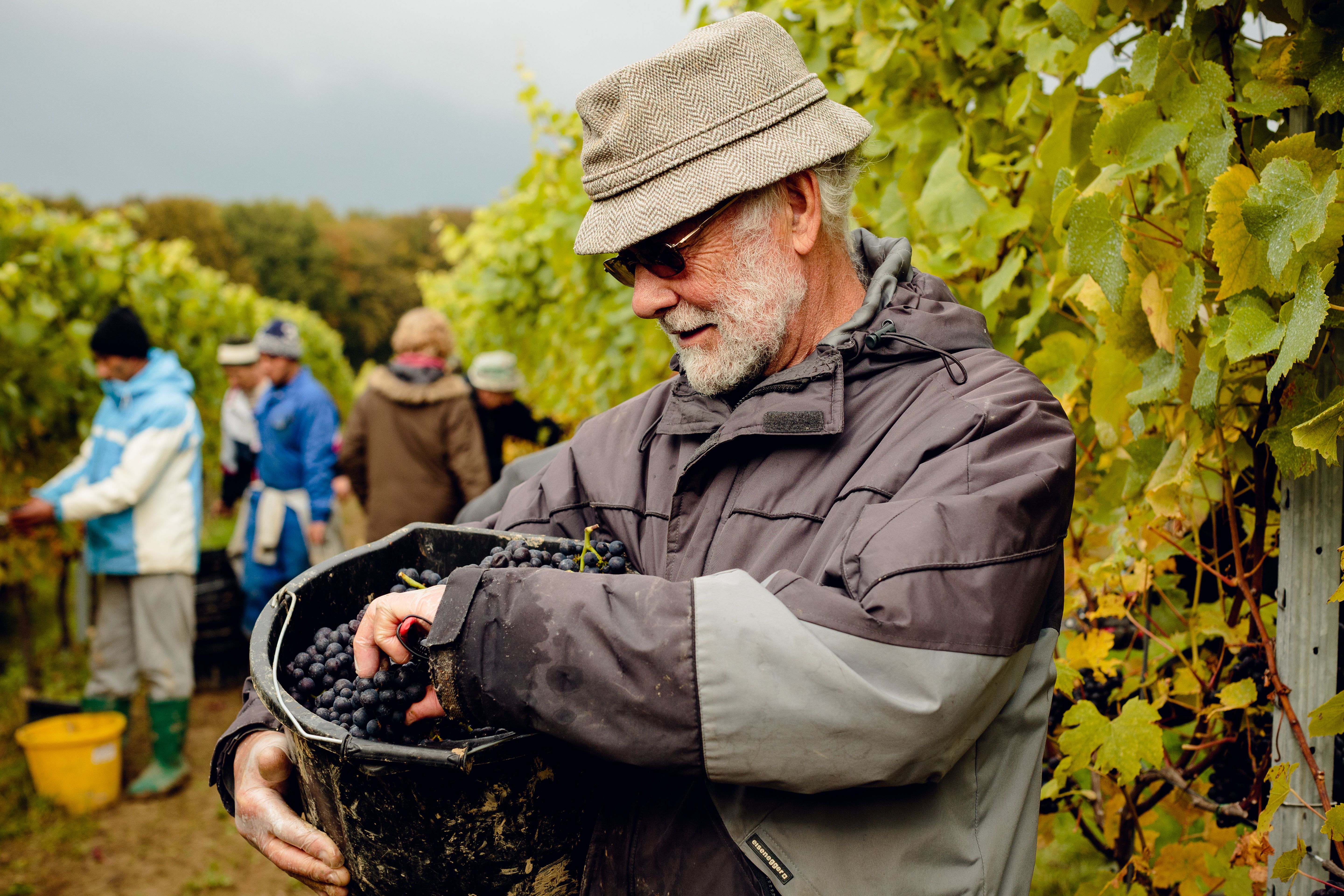 Gusbourne man with grapes
