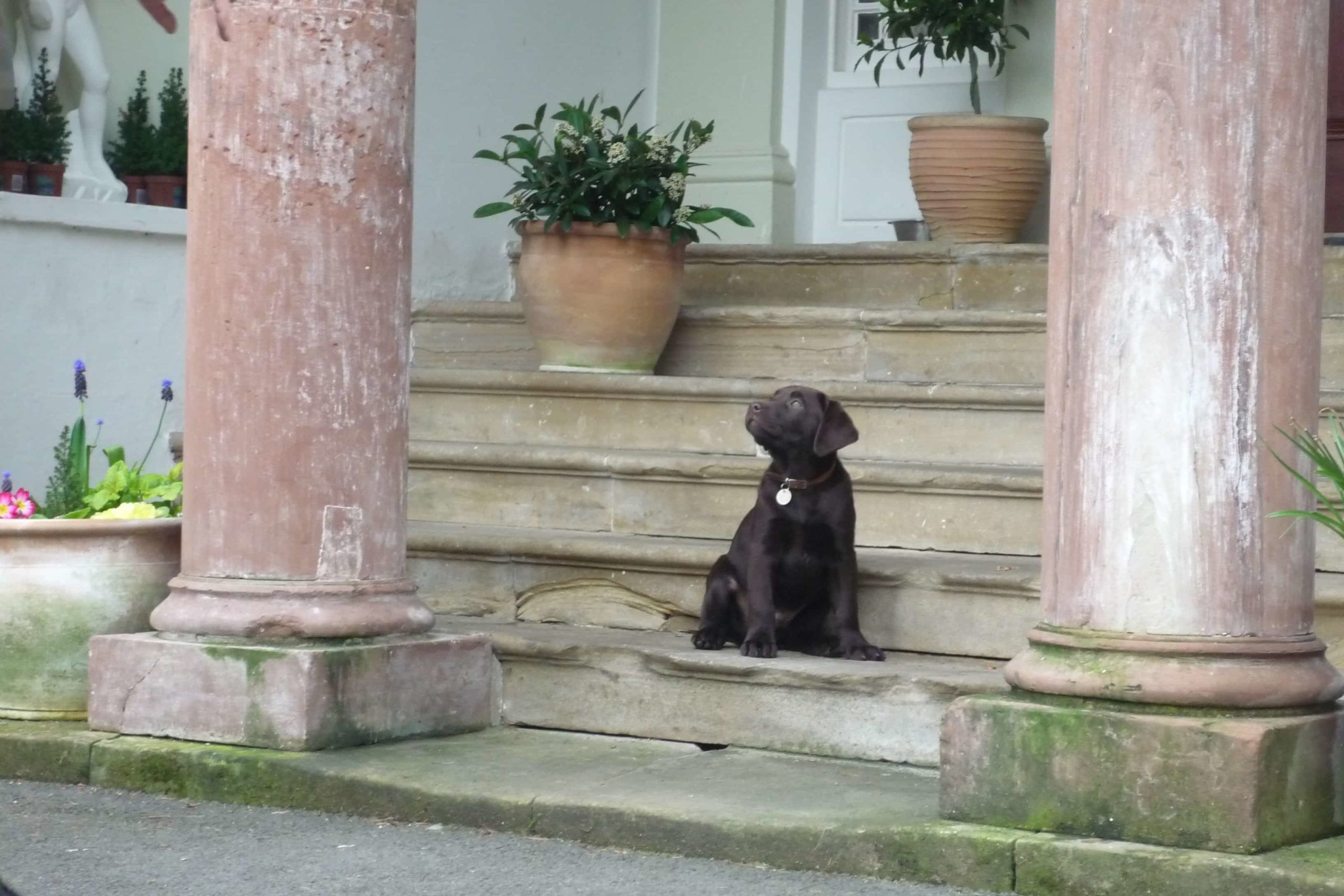 Top 10 dog-friendly hotels