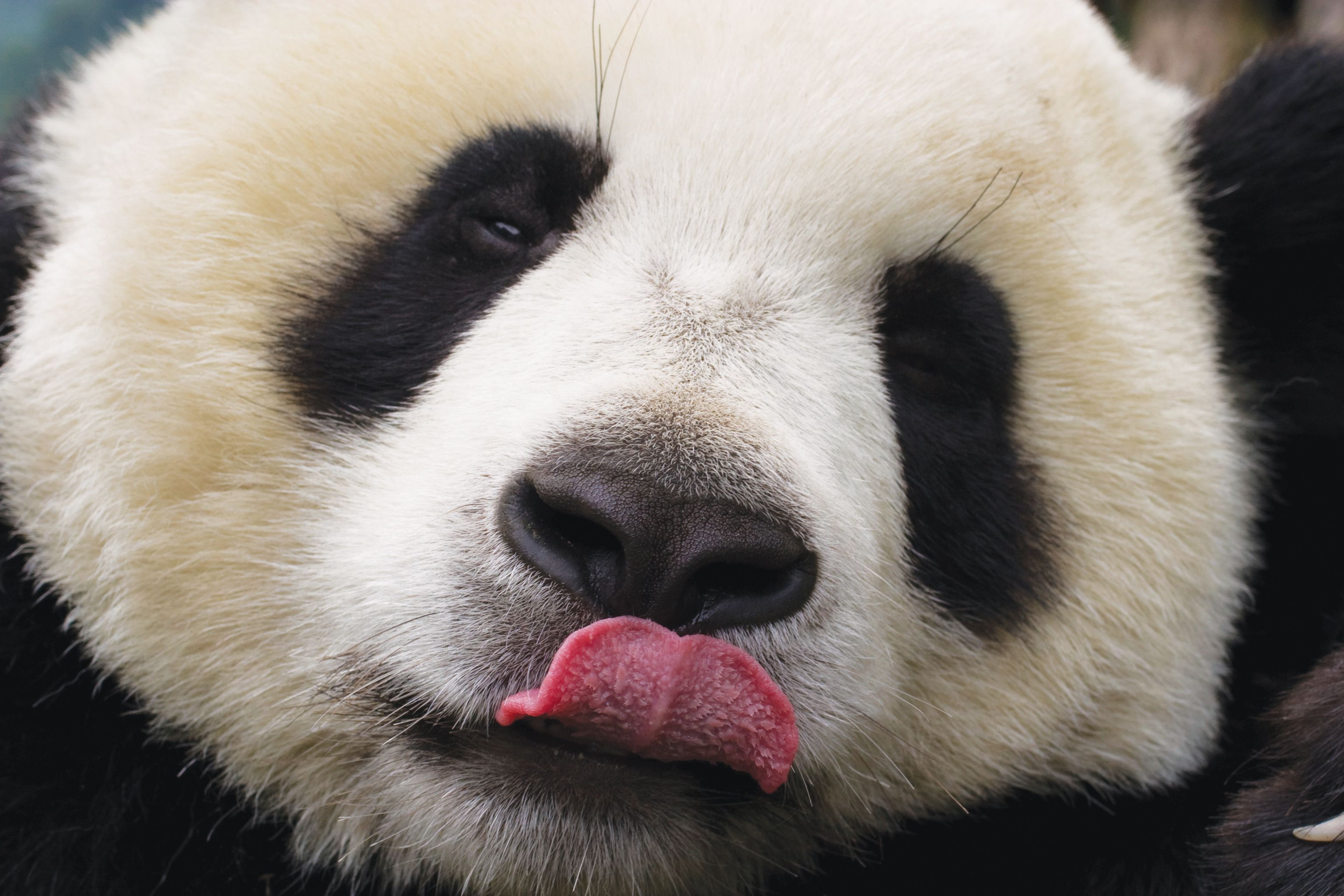 Panda Weekend with Wendy Wu Tours