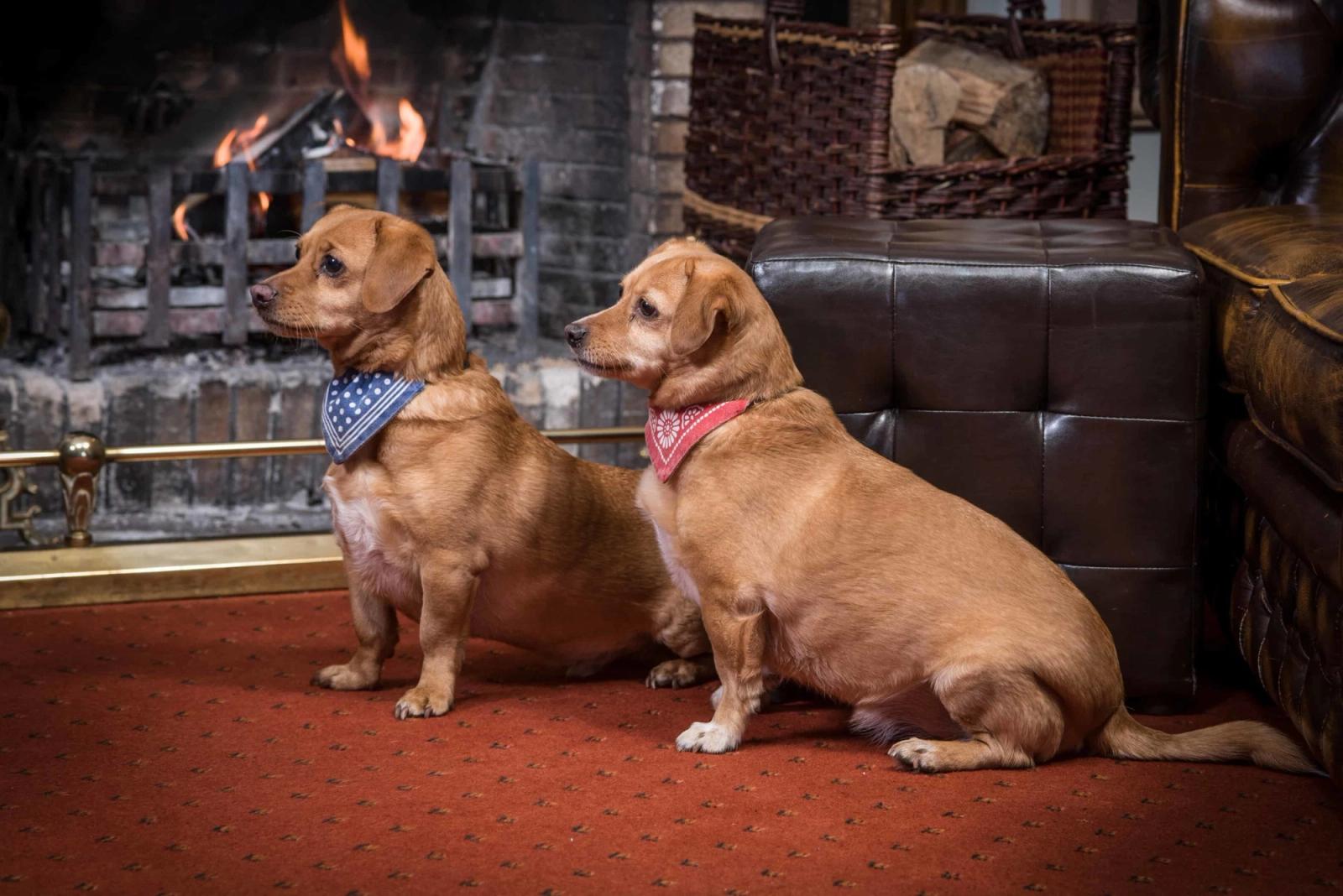 Best dog friendly hotels in Scotland