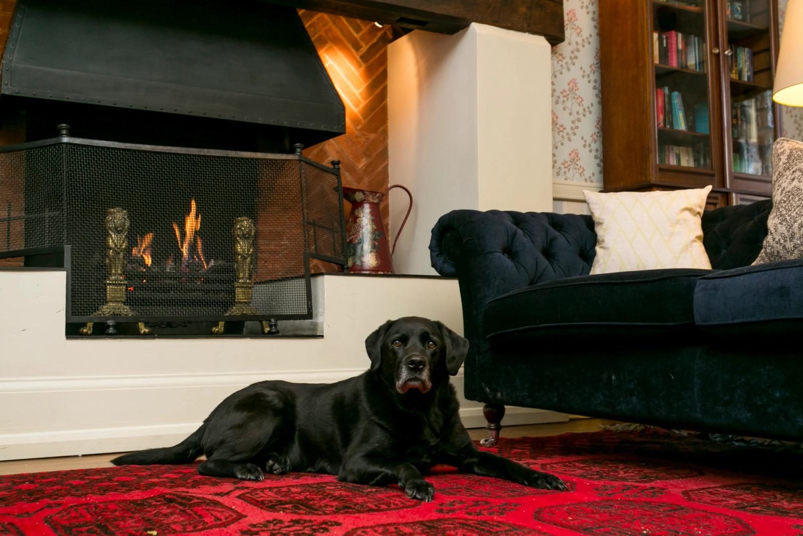 Best dog friendly hotels in Sussex