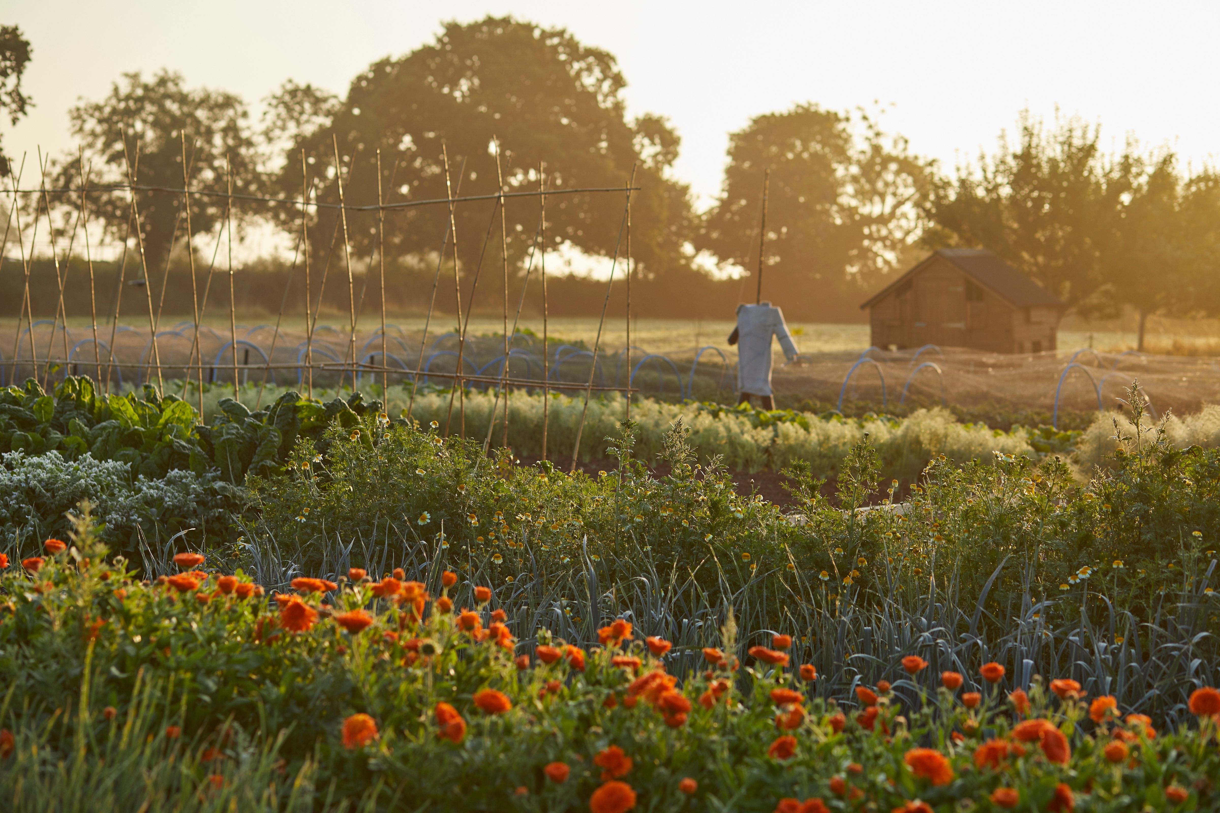 The Pig in the Cotswolds