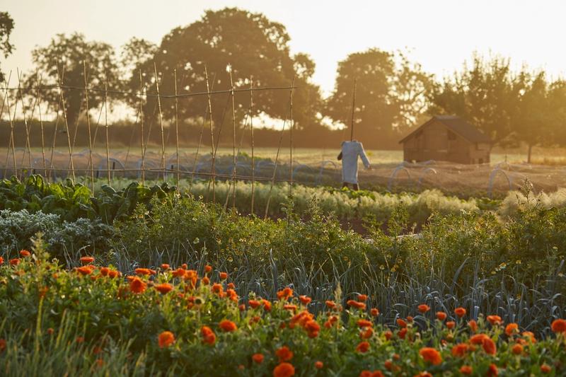 The Pig in the Cotswolds
