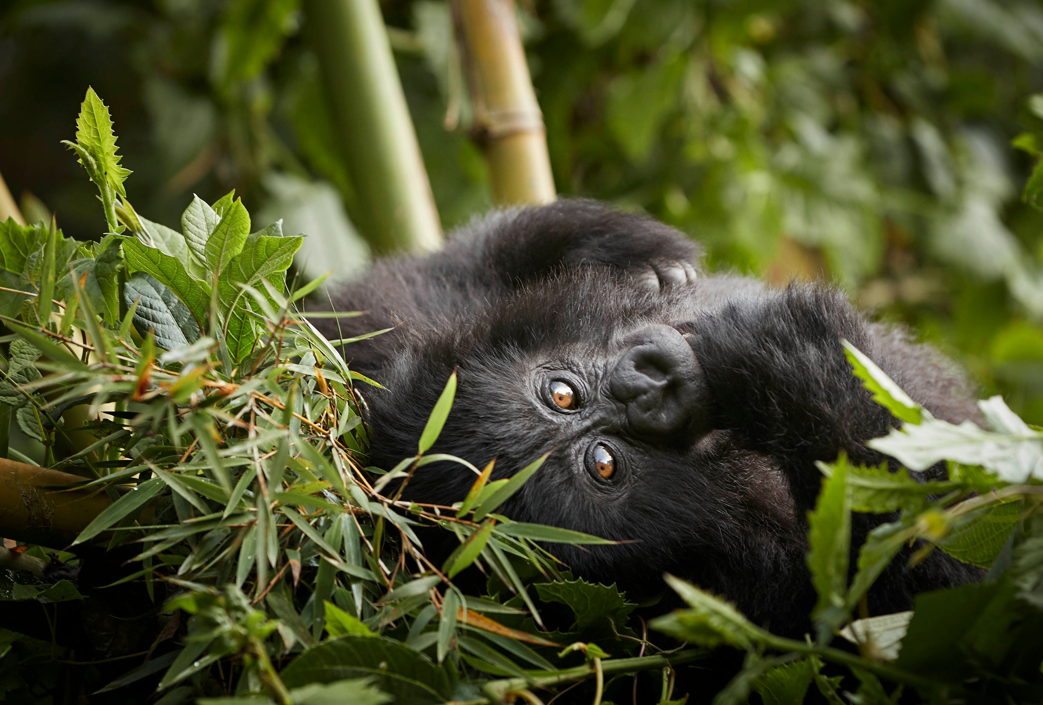 Rwanda Gorilla