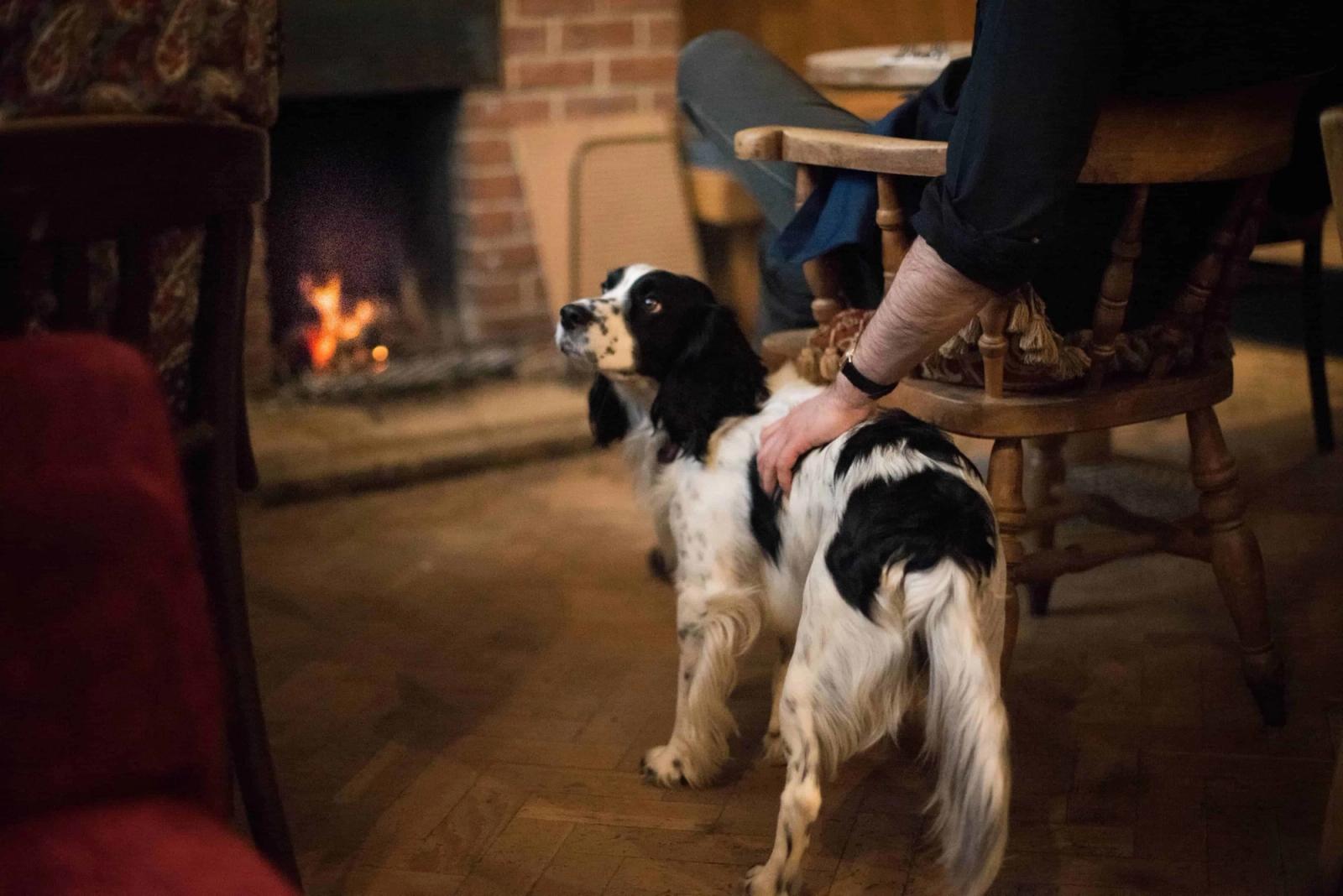 Best dog friendly hotels in Wiltshire