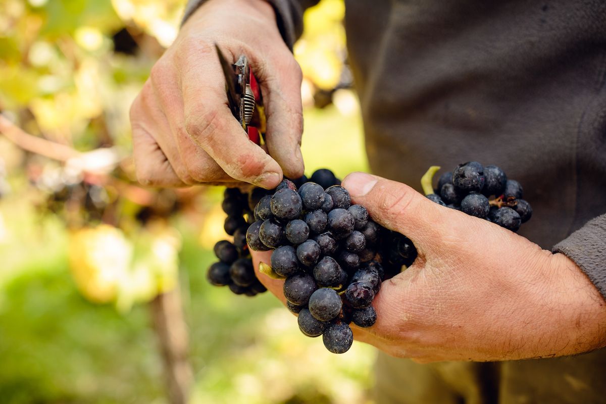 Gusbourne grapes in hand