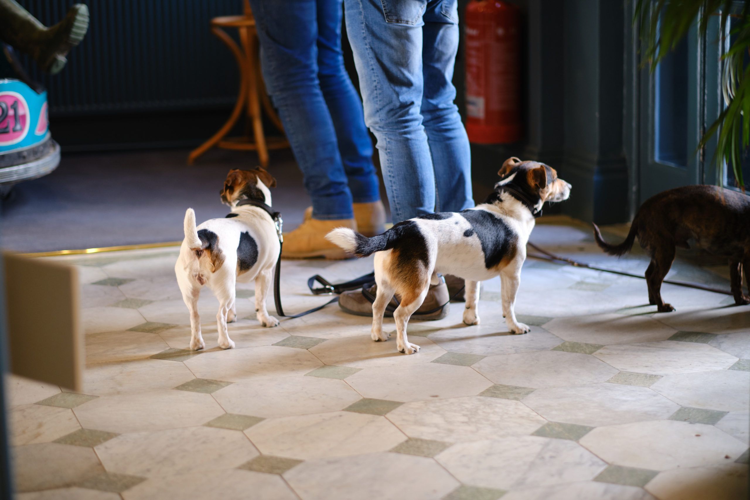 Polurrian on the Lizard