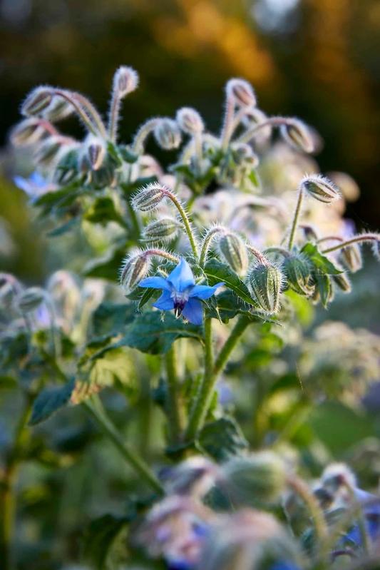 The Felin Fach Griffin