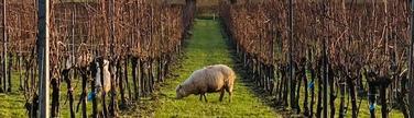 Spring comes to the Gusbourne Vineyard