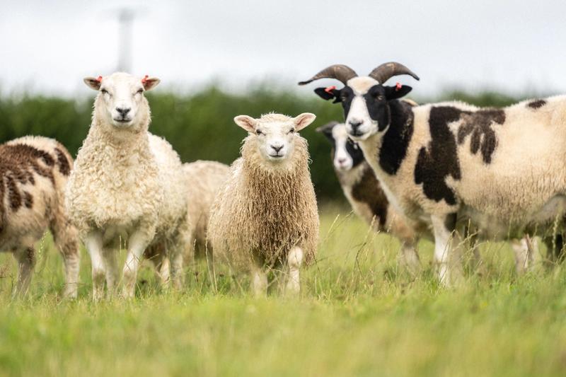 The Collective at Woolsery