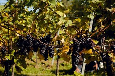 Harvest comes to the Gusbourne Vineyard