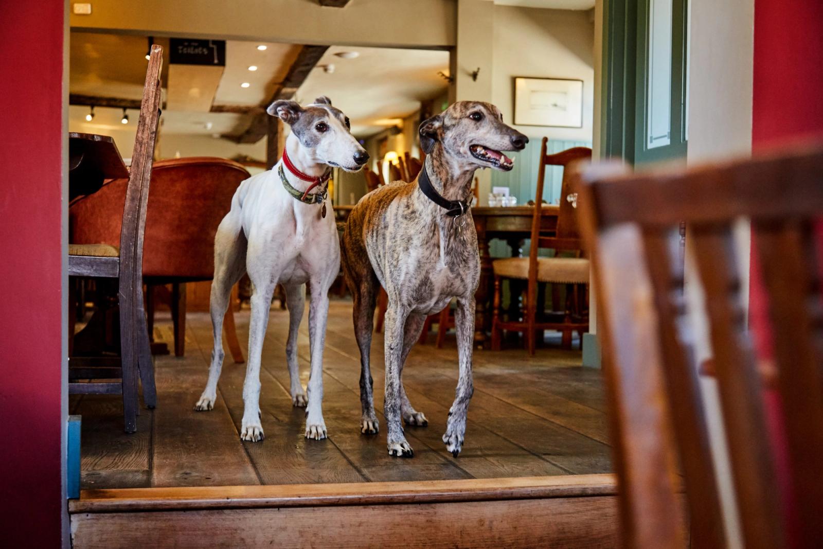 Dog friendly pubs with rooms
