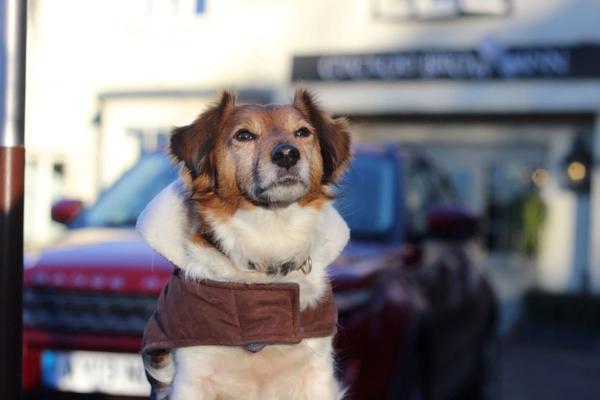 Best dog friendly hotels in the Lake District