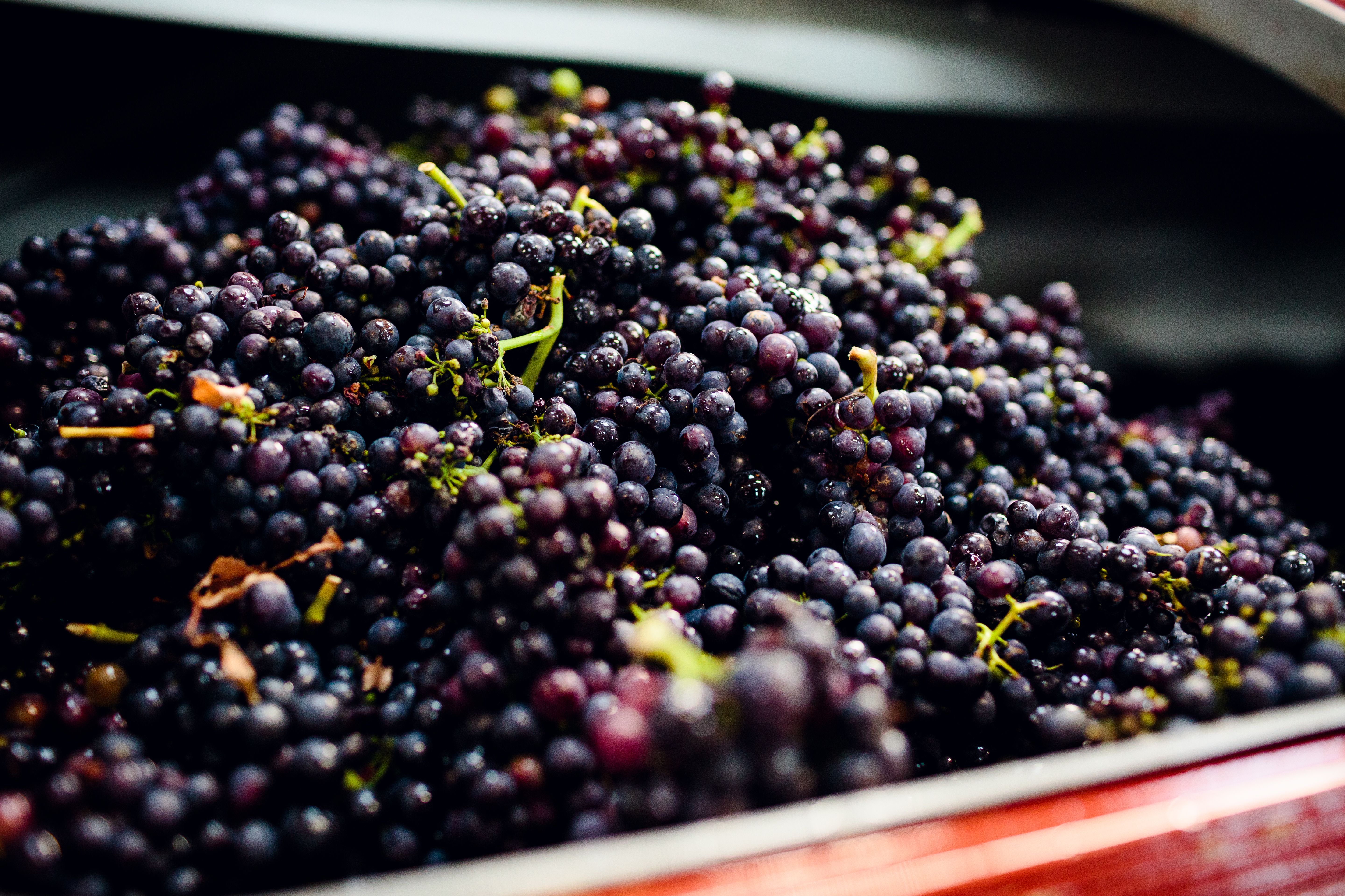 Gusbourne grapes