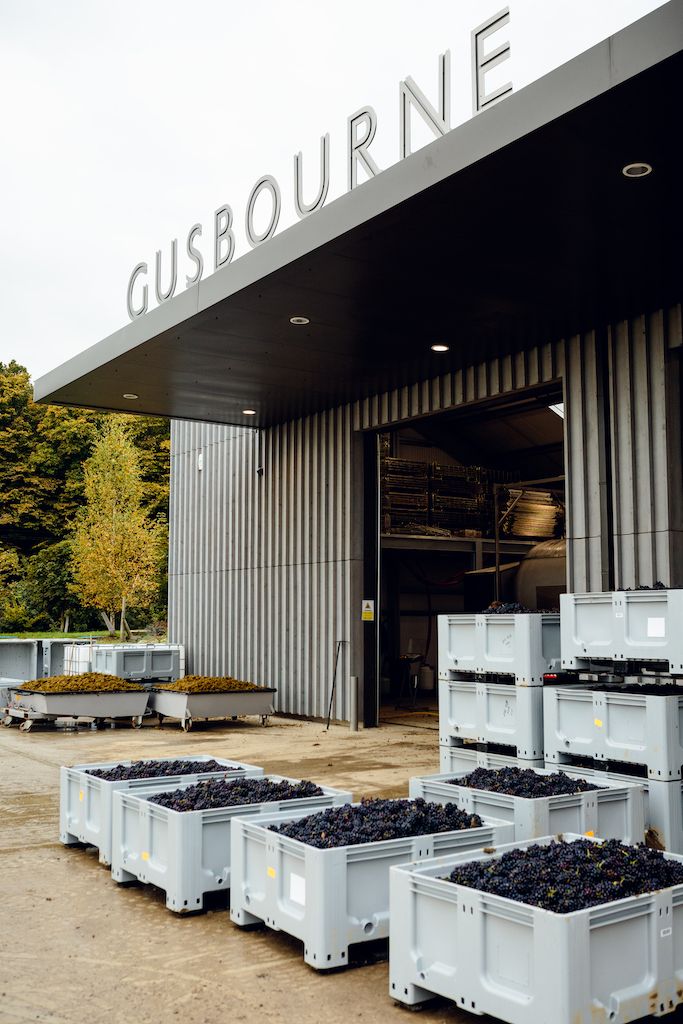 gusbourne grapes outside winery