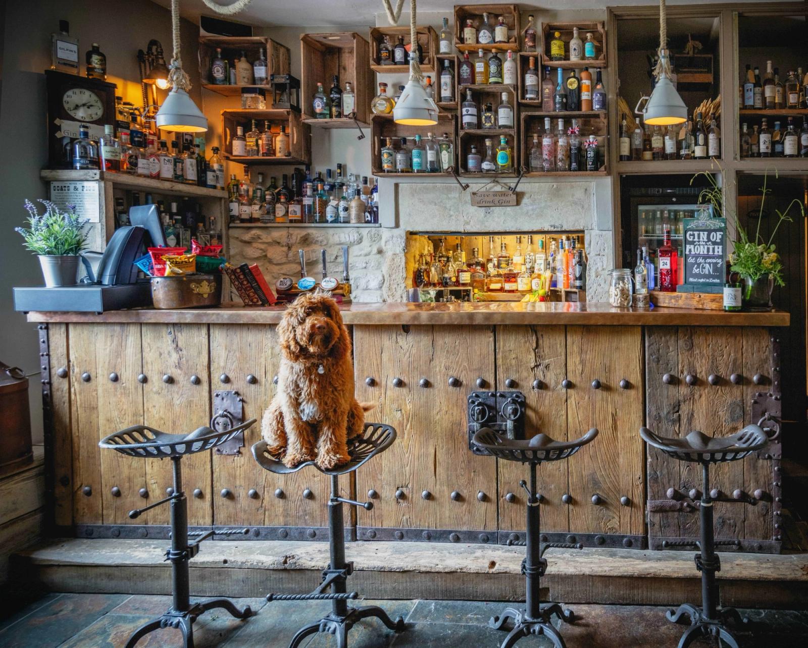 Dog friendly hotels for New Year