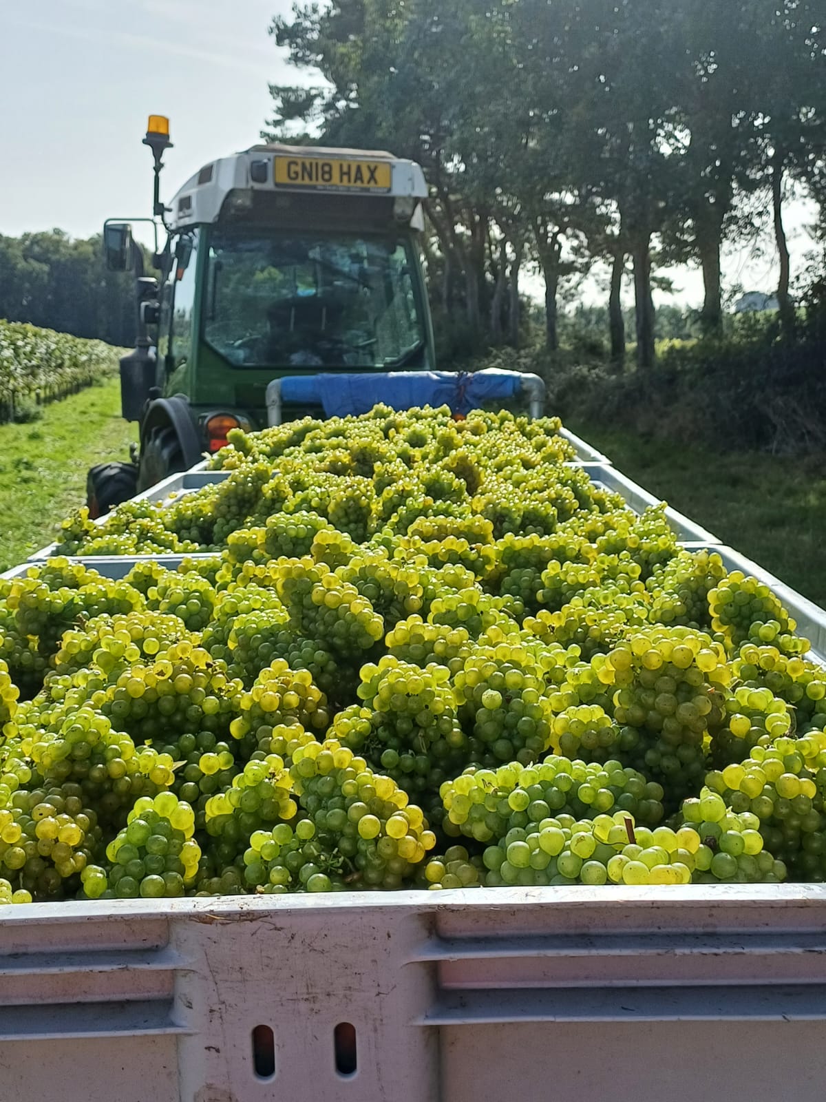 gusbourne grapes on truck